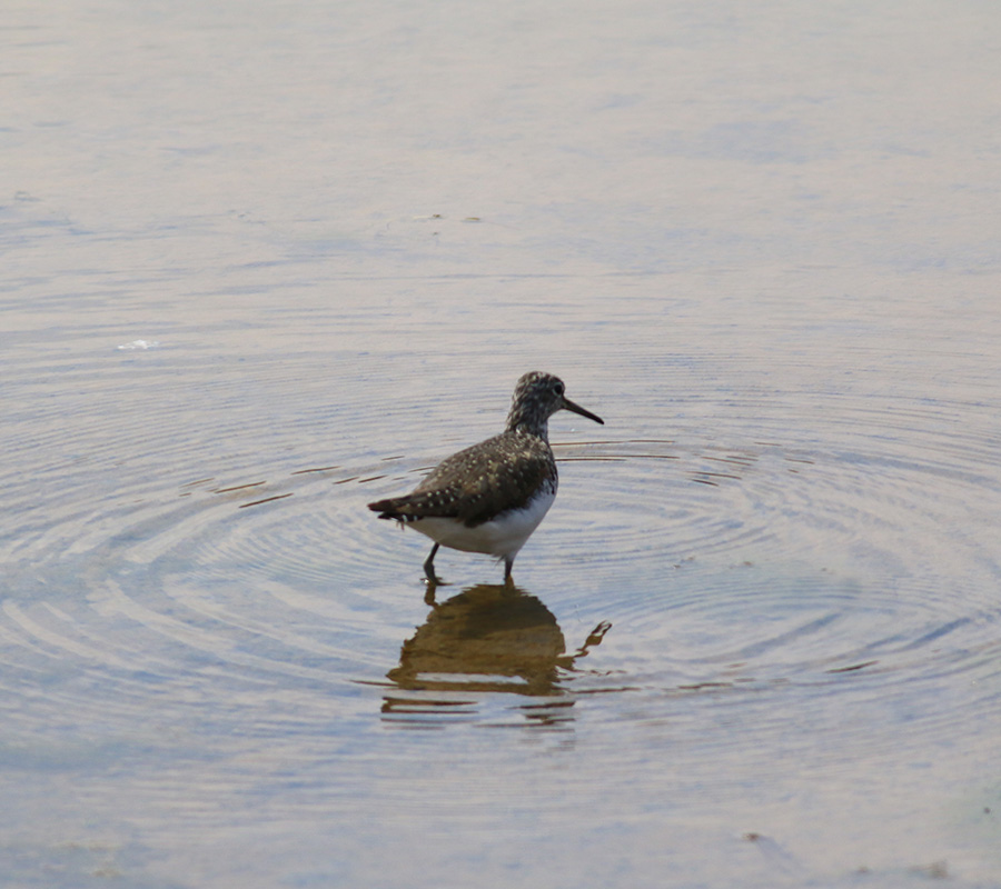 Green Sandpiper