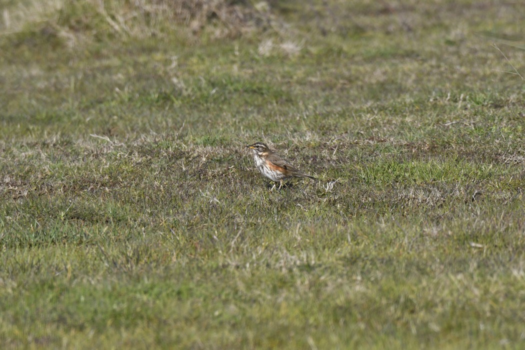 Redwing