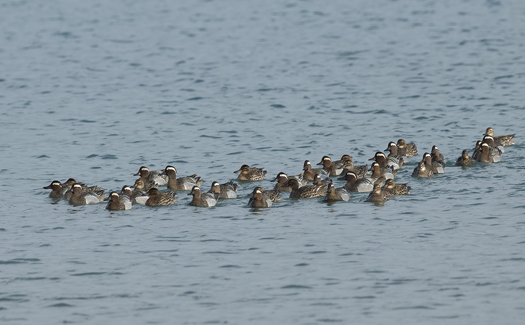 Garganey
