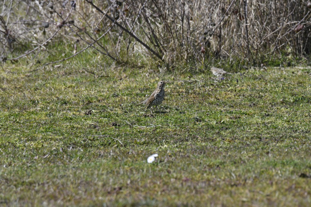 Mistle Thrush