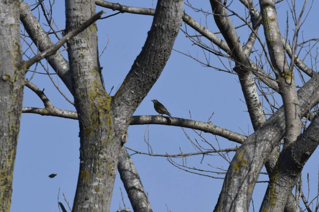 Mistle Thrush