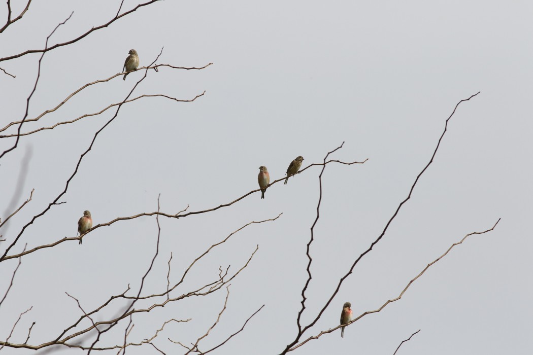 Common Linnet