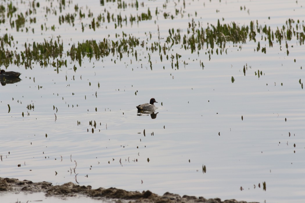 Eurasian Teal