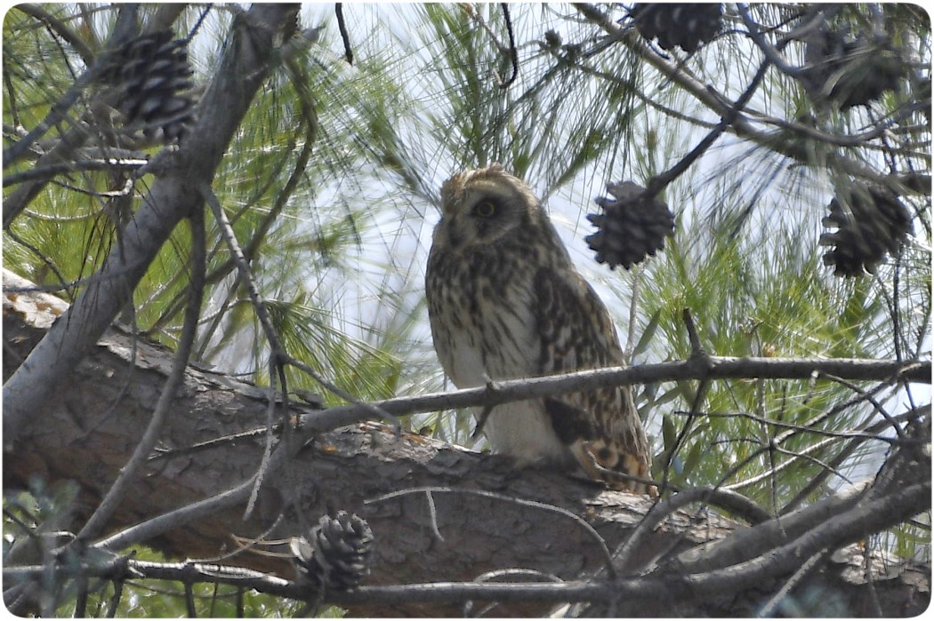 Short-eared Owl