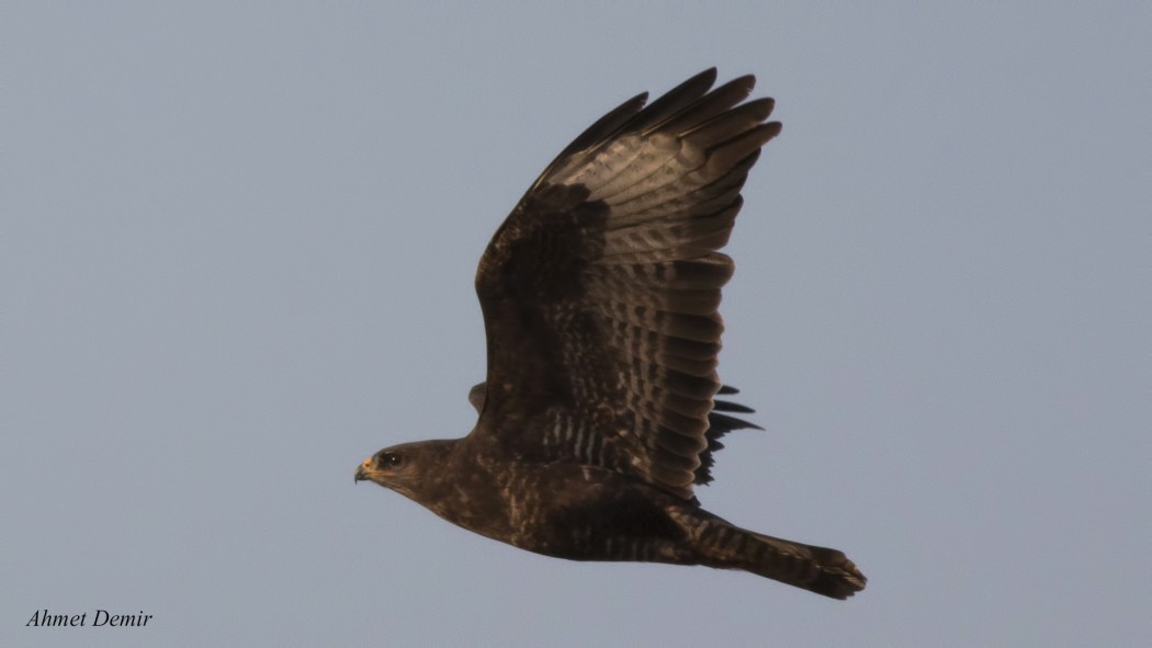 Common Buzzard