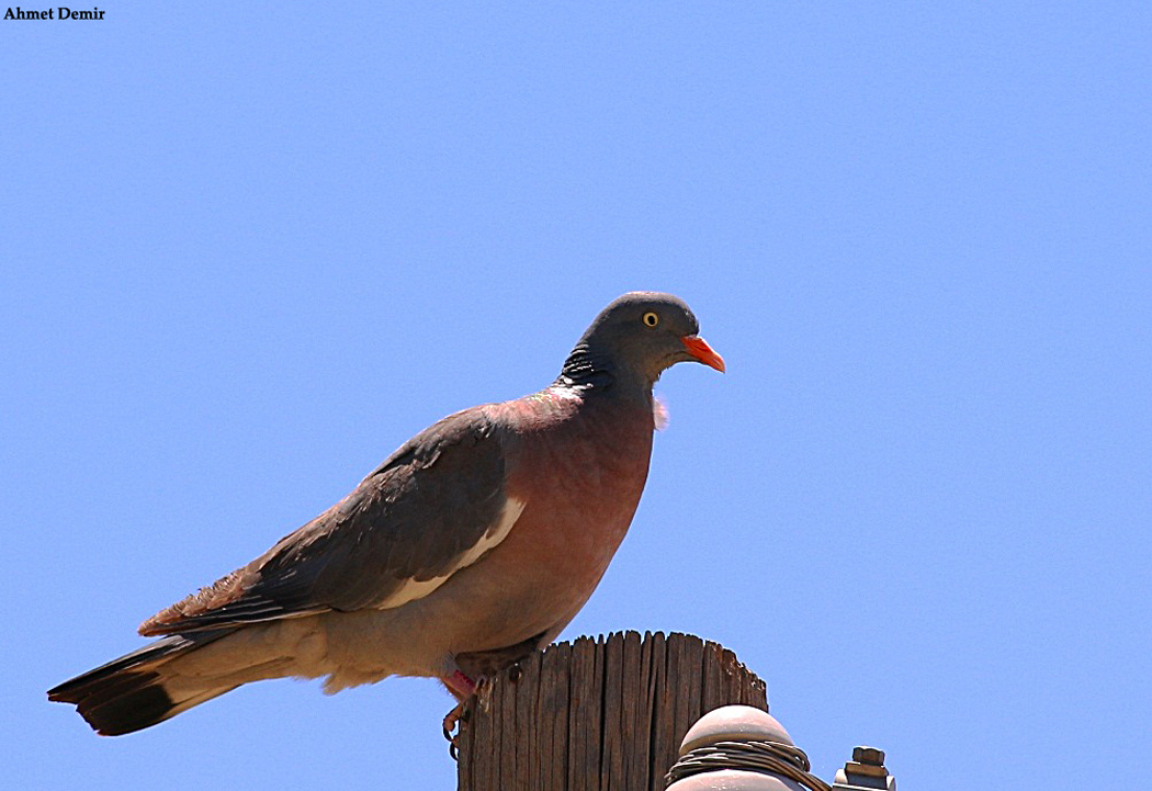 Common Wood Pigeon