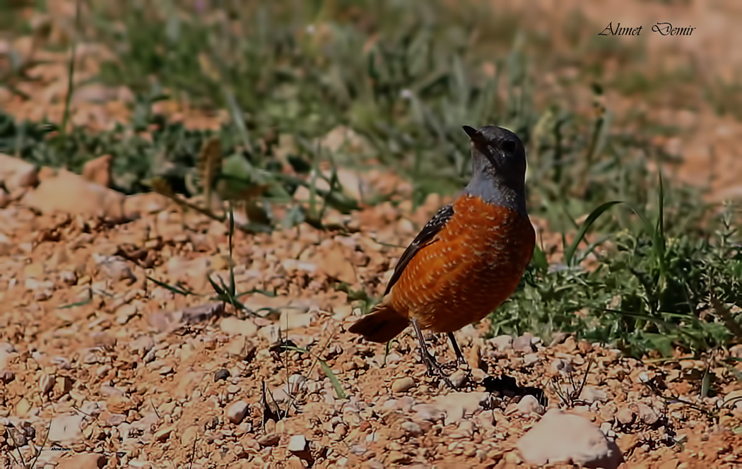 Common Rock Thrush