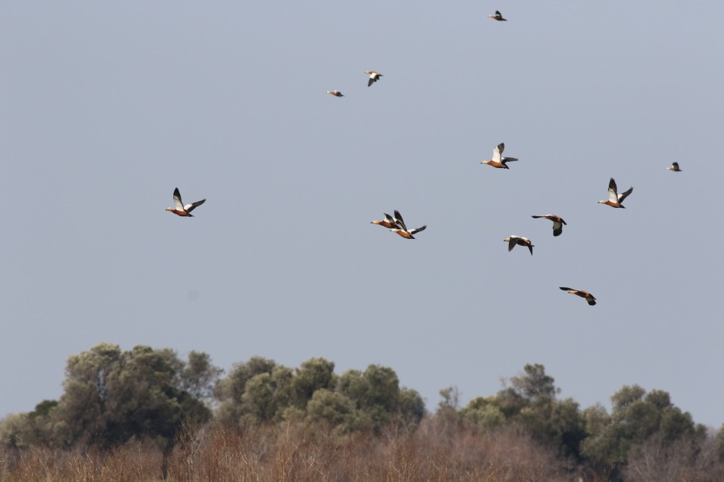Ruddy Shelduck