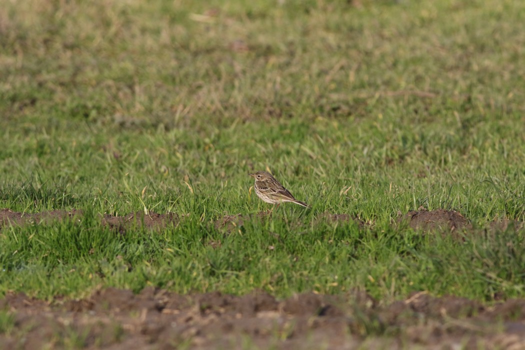 Meadow Pipit