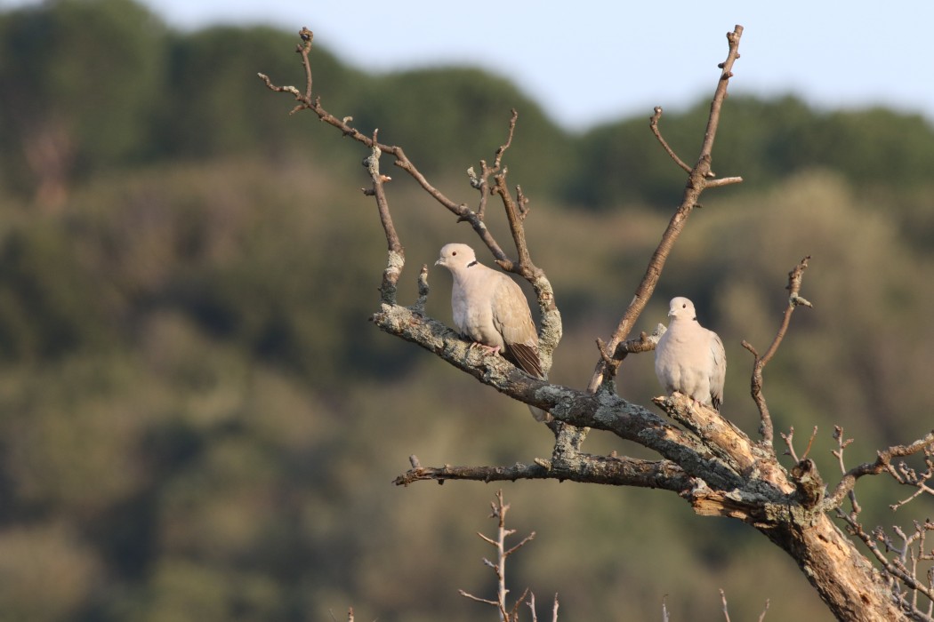 Eurasian Collared Dove