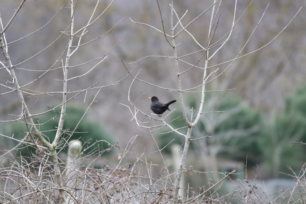 Common Blackbird