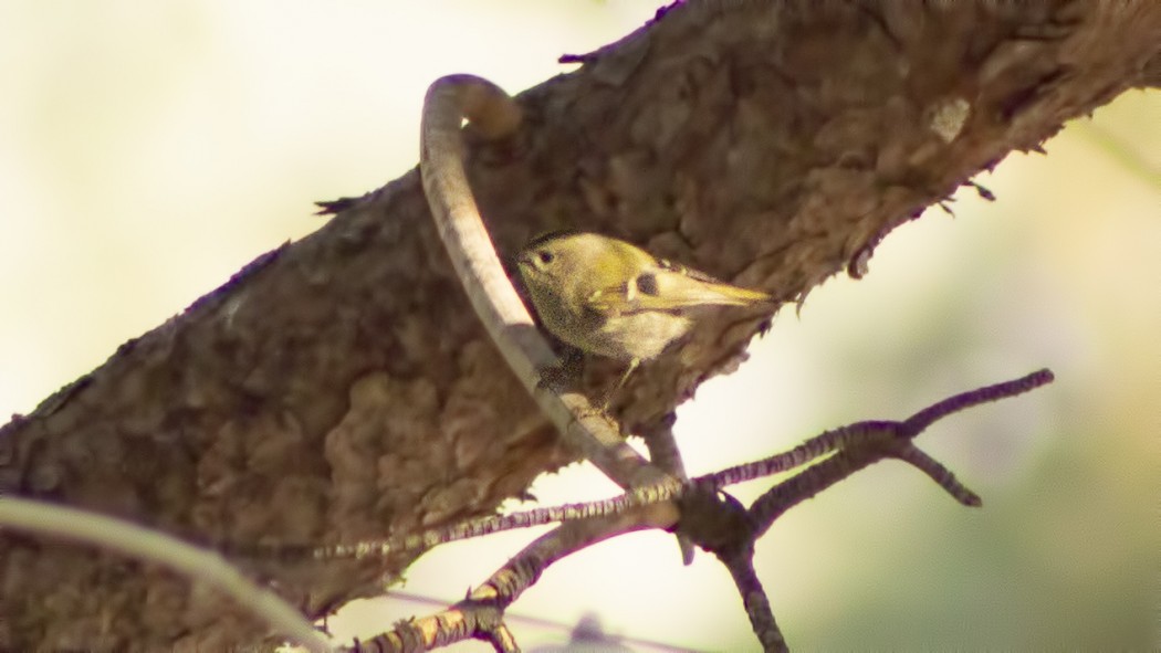 Goldcrest