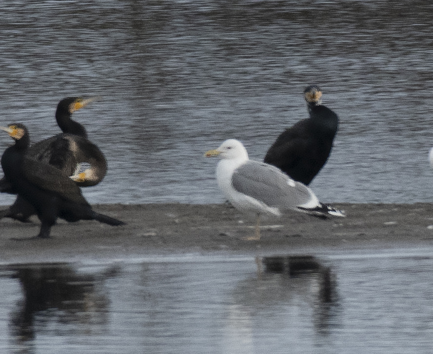 Caspian Gull