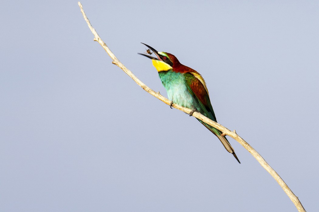 European Bee-eater