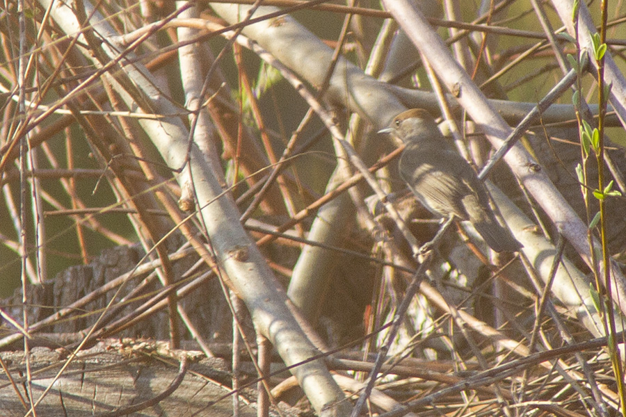 Eurasian Blackcap