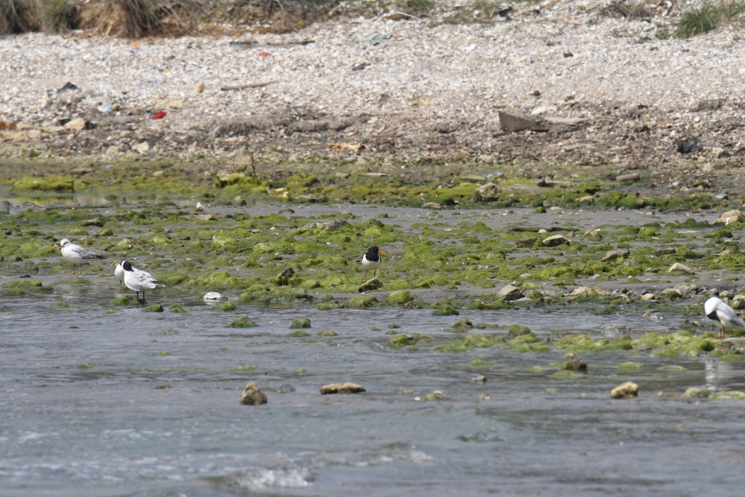 Eurasian Oystercatcher