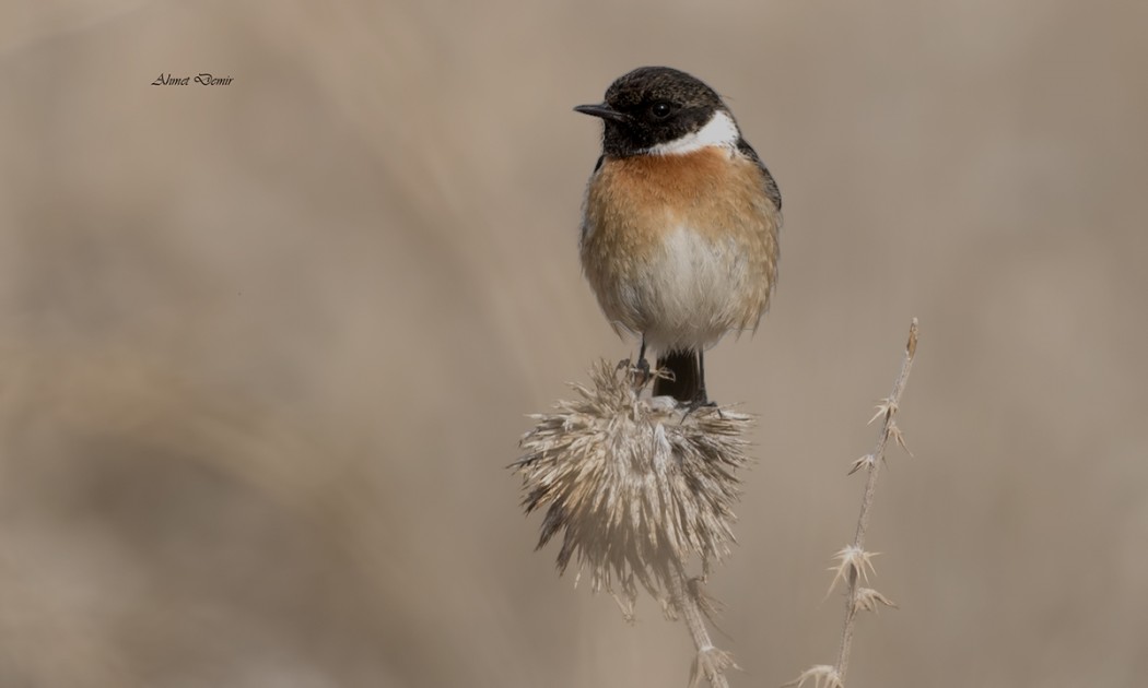 European Stonechat