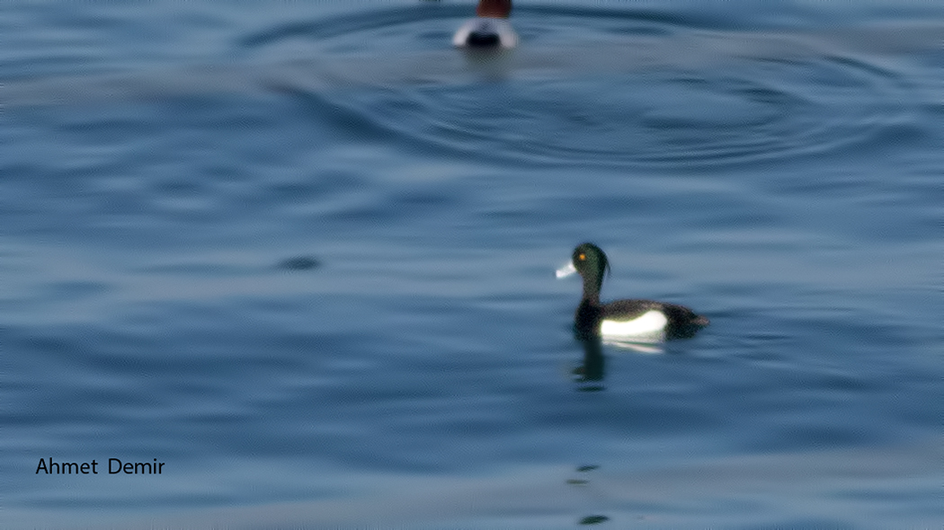 Tufted Duck
