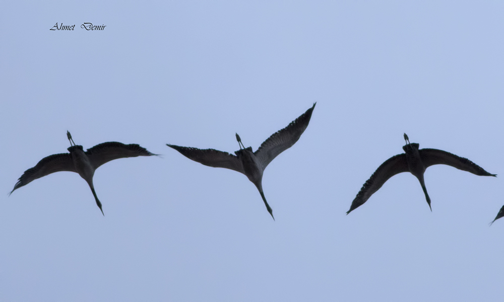 Common Crane