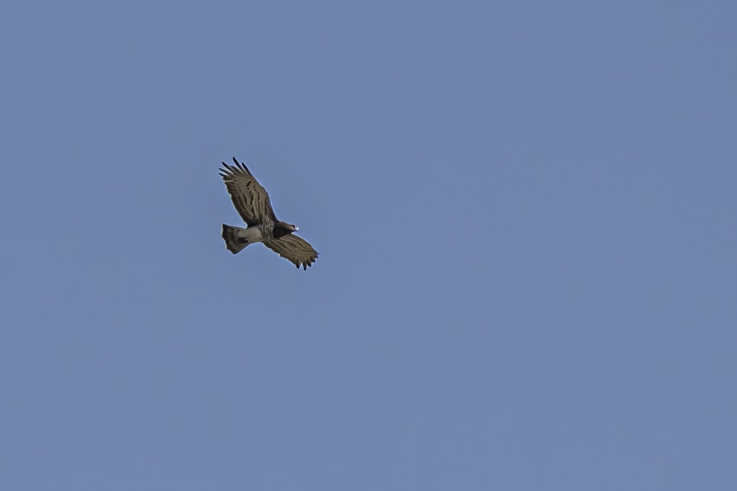 Short-toed Snake Eagle