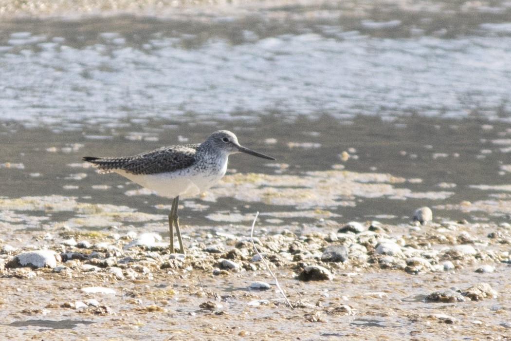 Common Greenshank