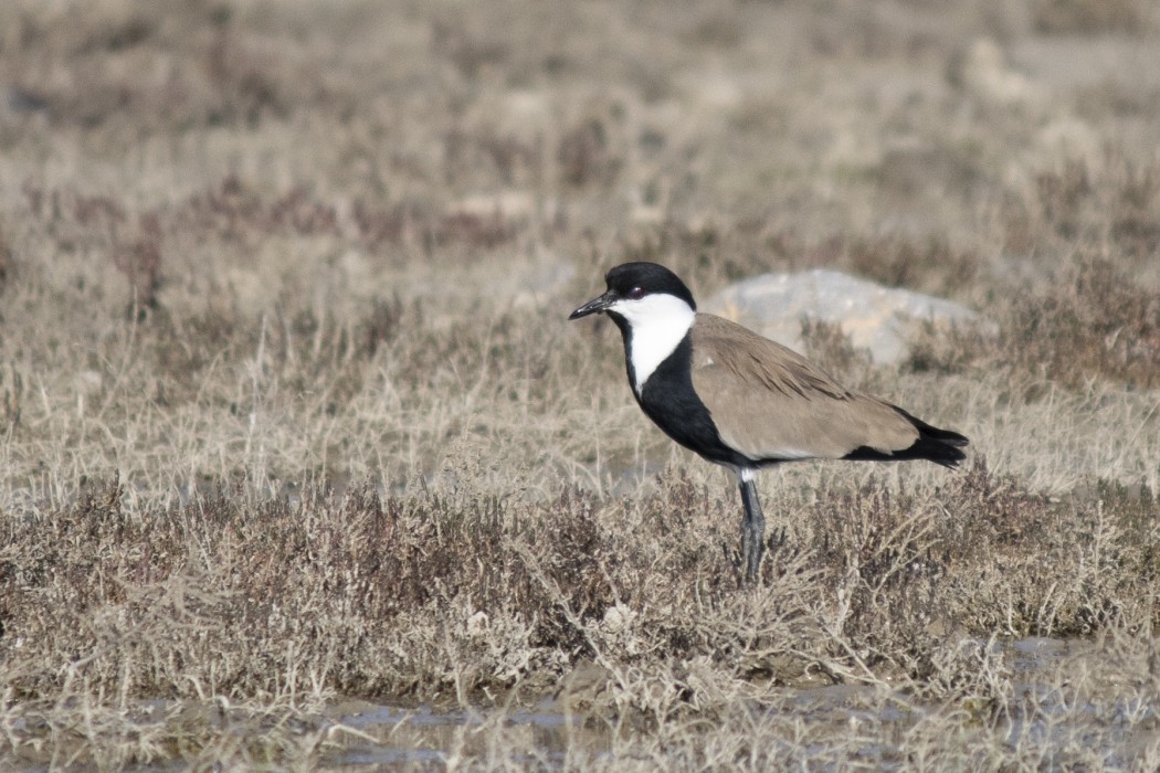 Spur-winged Lapwing