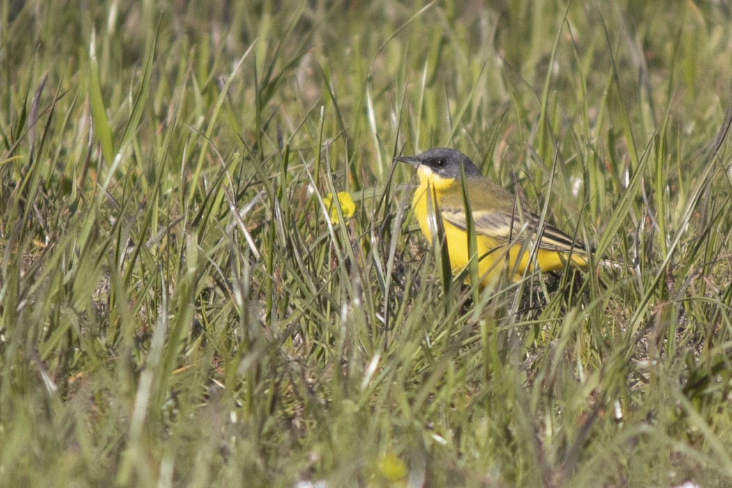Western Yellow Wagtail