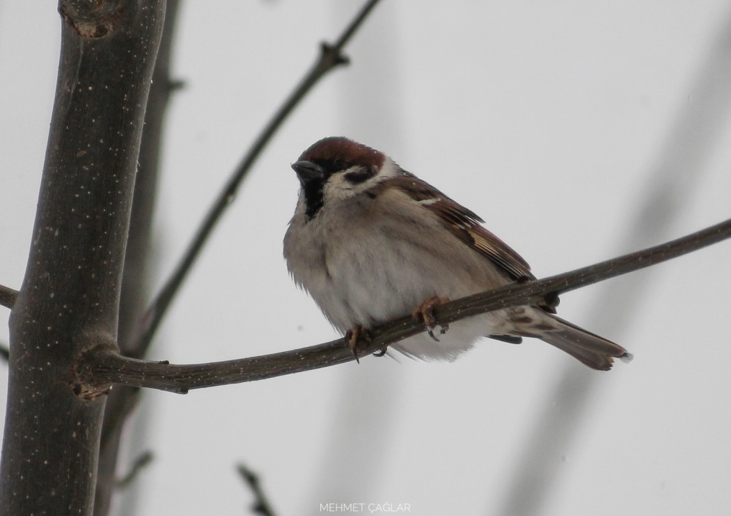 Eurasian Tree Sparrow
