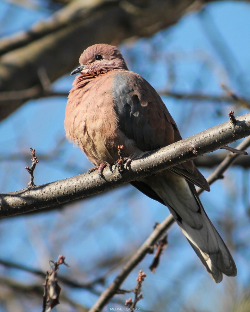 Laughing Dove