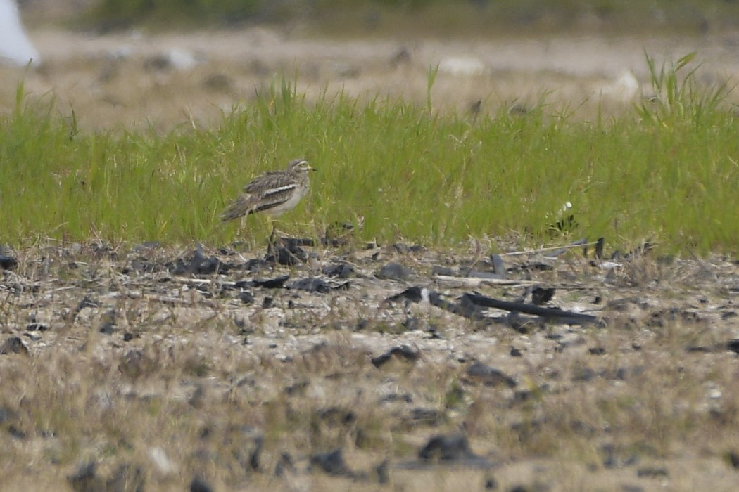 Eurasian Stone-curlew