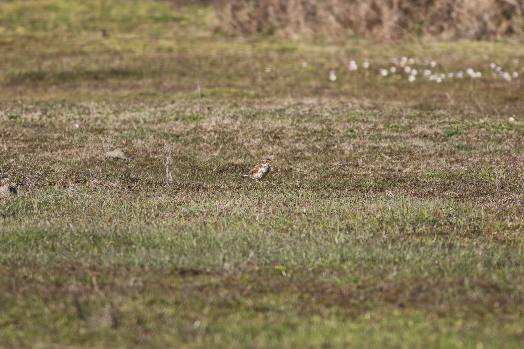 Redwing