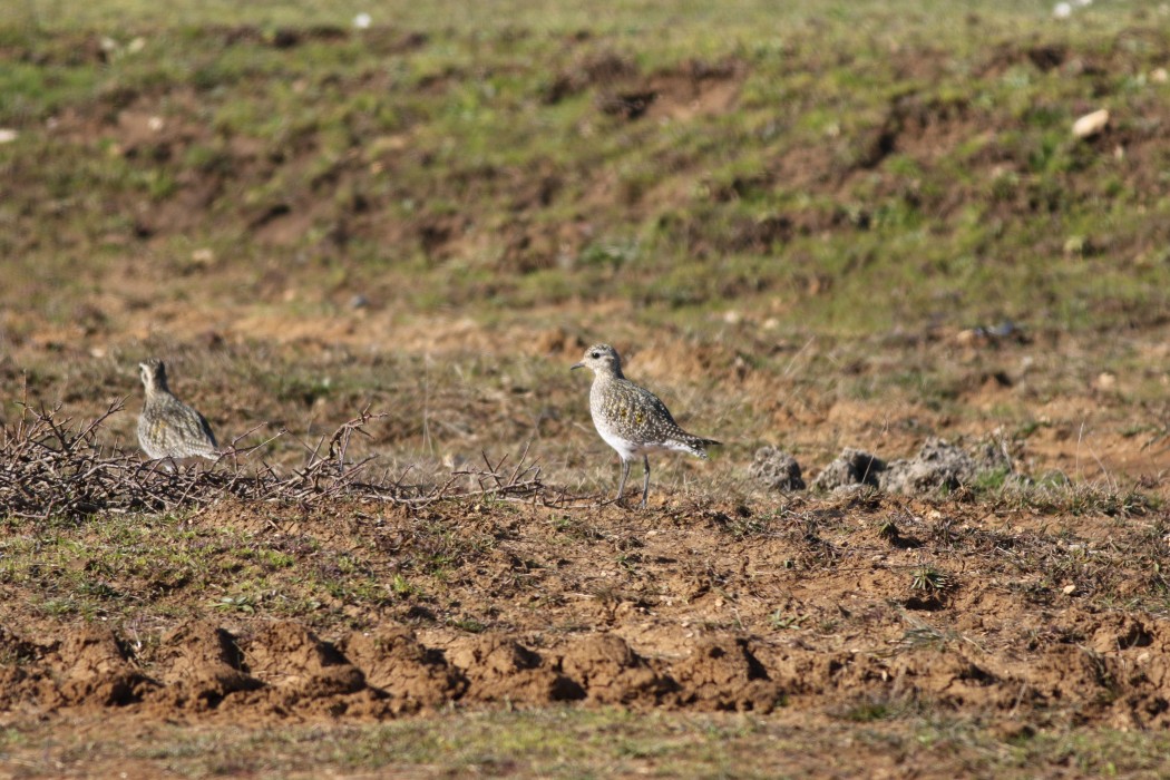 European Golden Plover