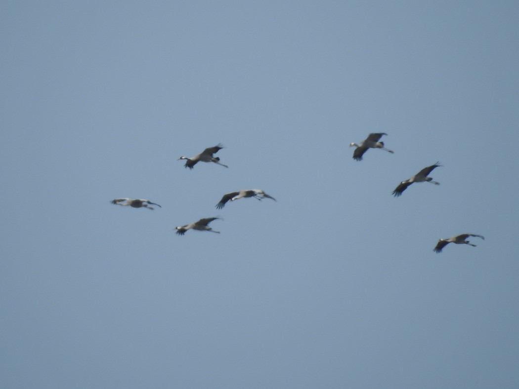 Common Crane