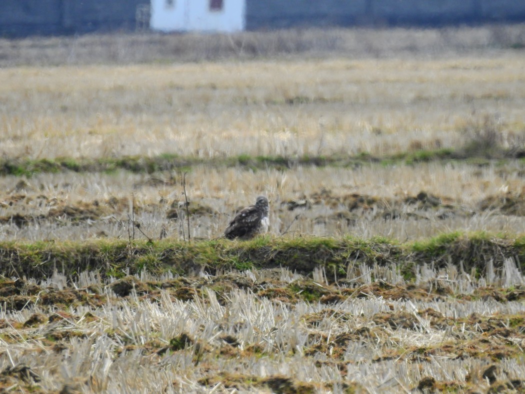 Hen Harrier