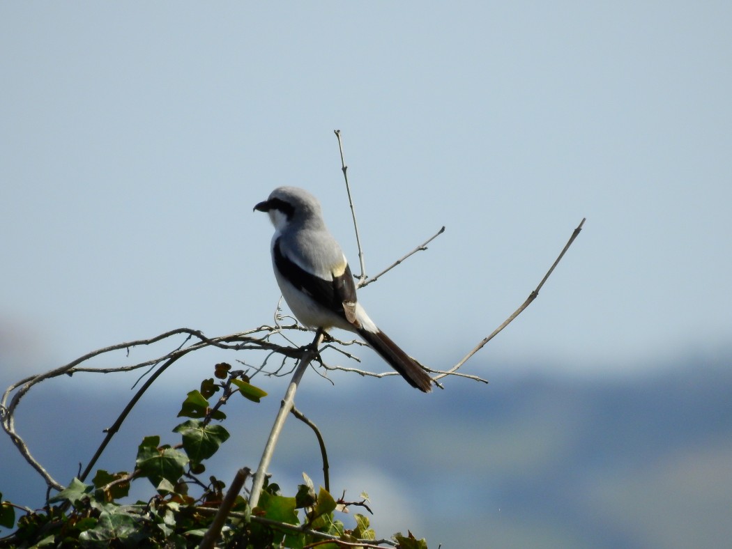 Great Grey Shrike