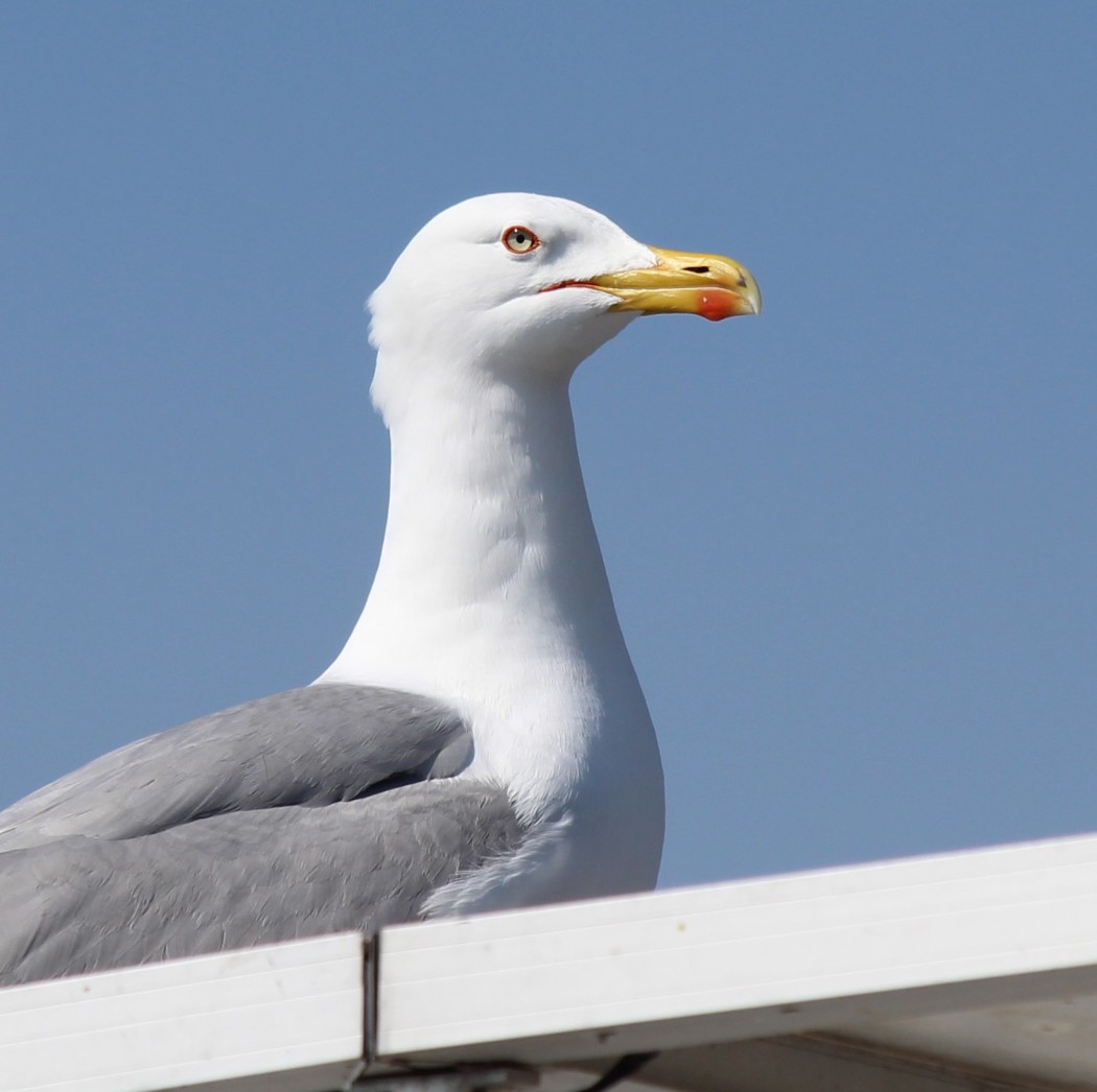 Yellow-legged Gull