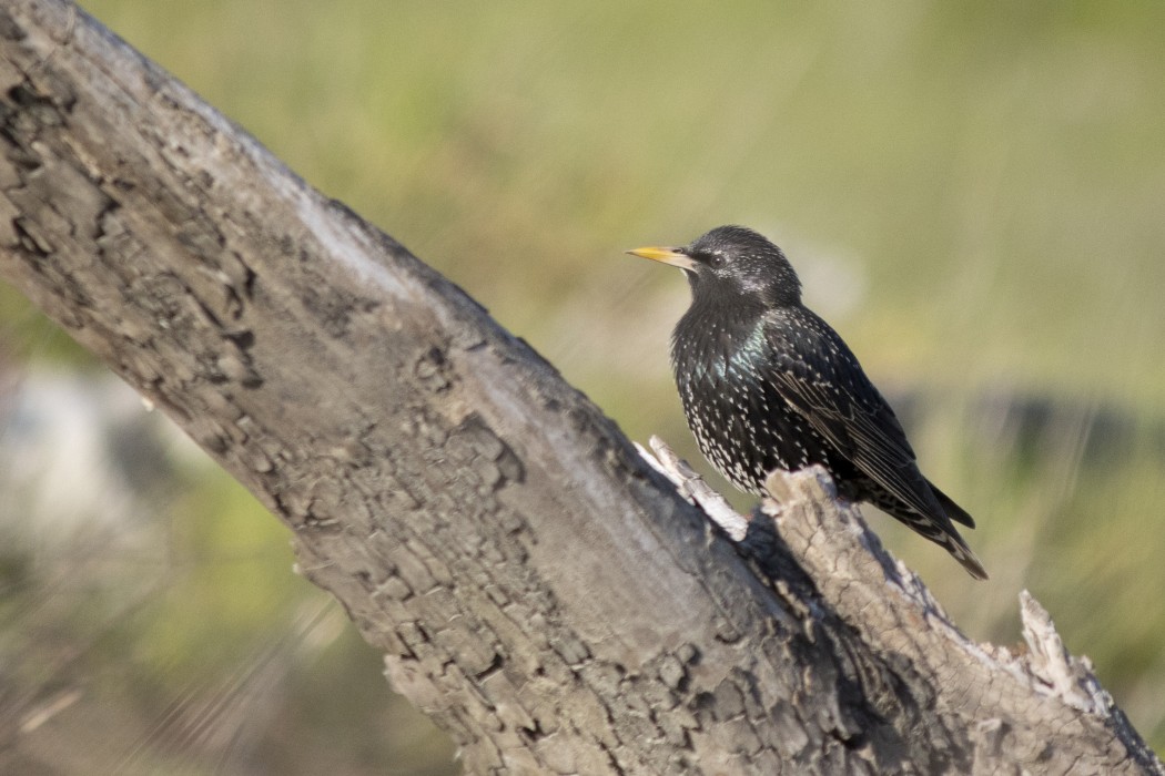 Common Starling