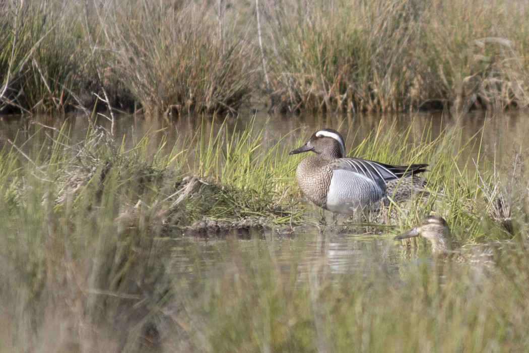 Garganey