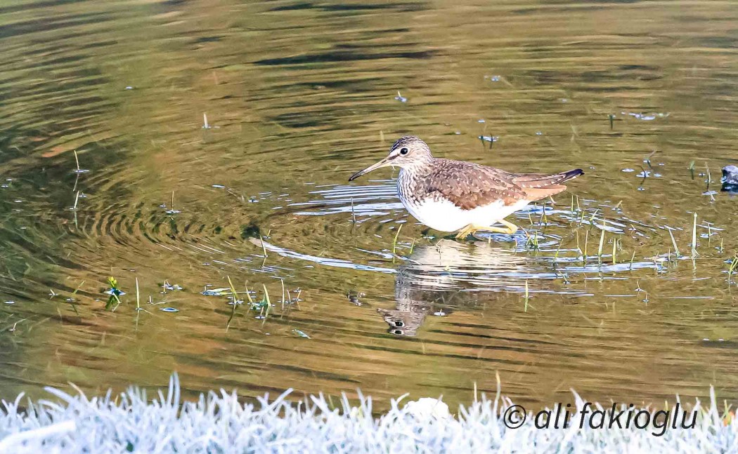Green Sandpiper