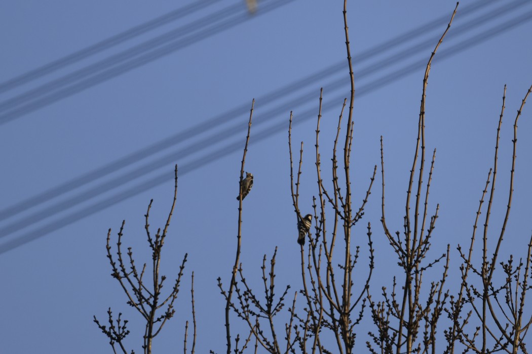 Lesser Spotted Woodpecker