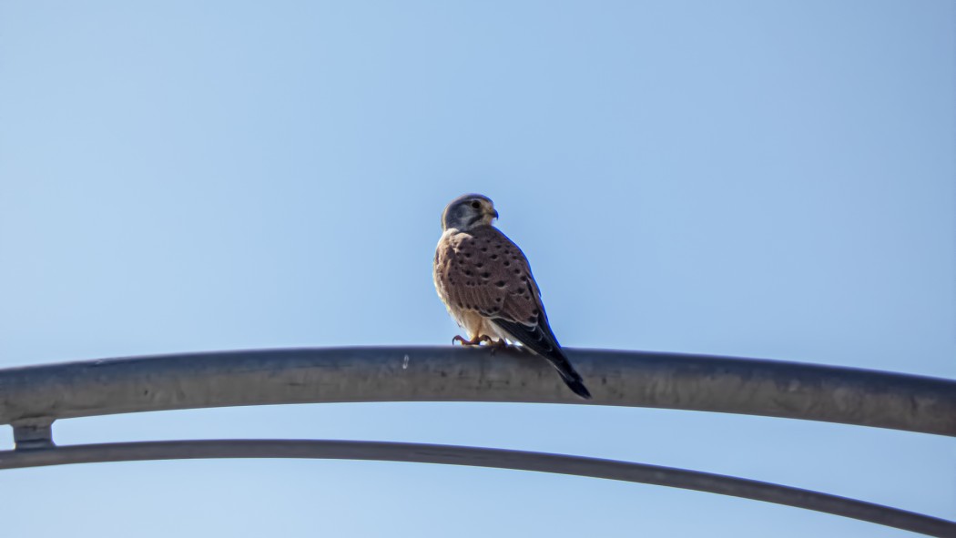 Common Kestrel