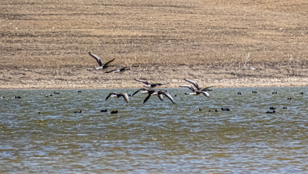Greylag Goose