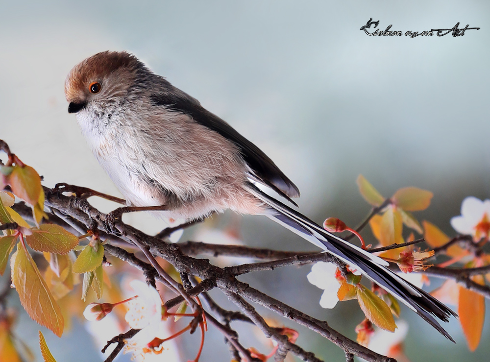 Long-tailed Tit