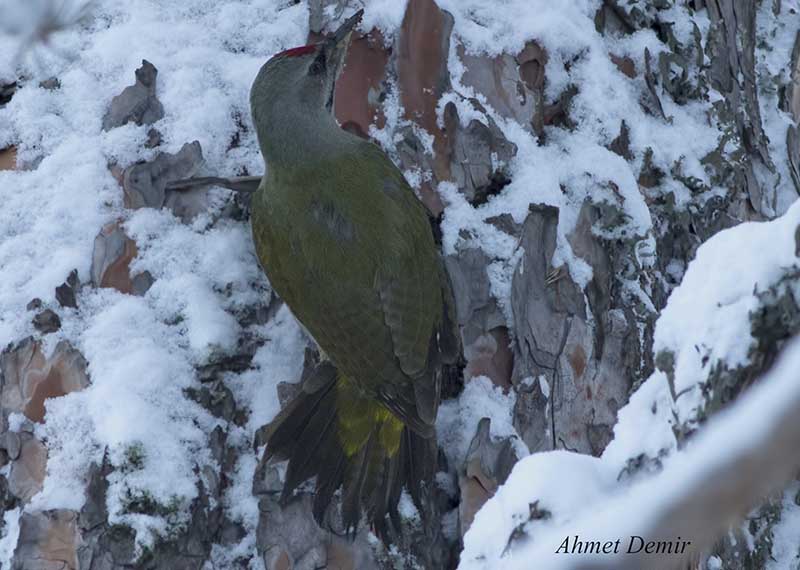 Grey-headed Woodpecker