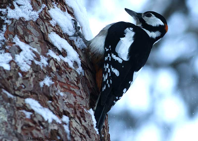 Great Spotted Woodpecker