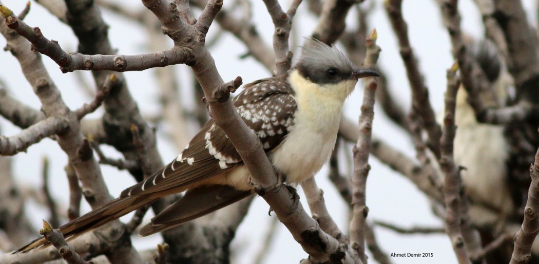 Great Spotted Cuckoo