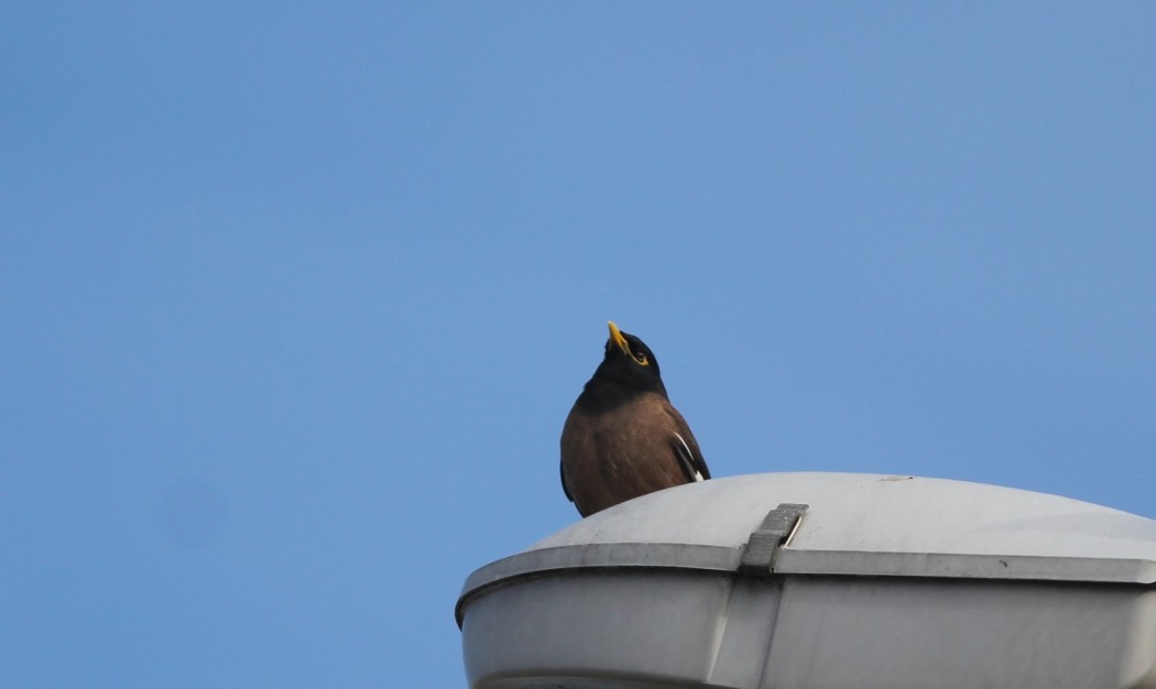 Common Myna