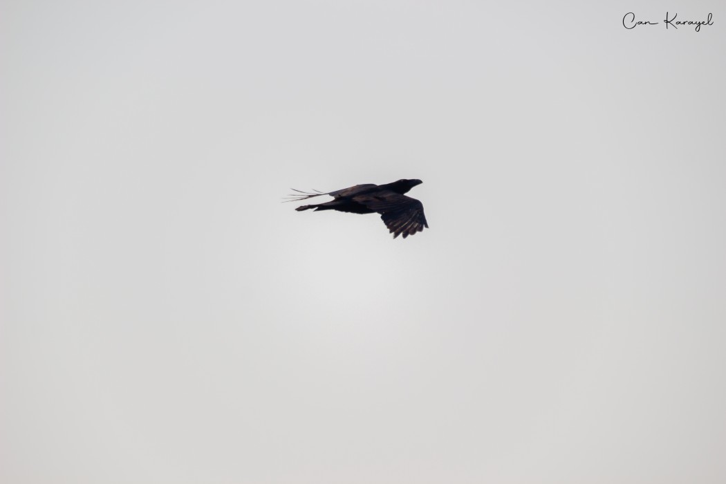 Northern Raven