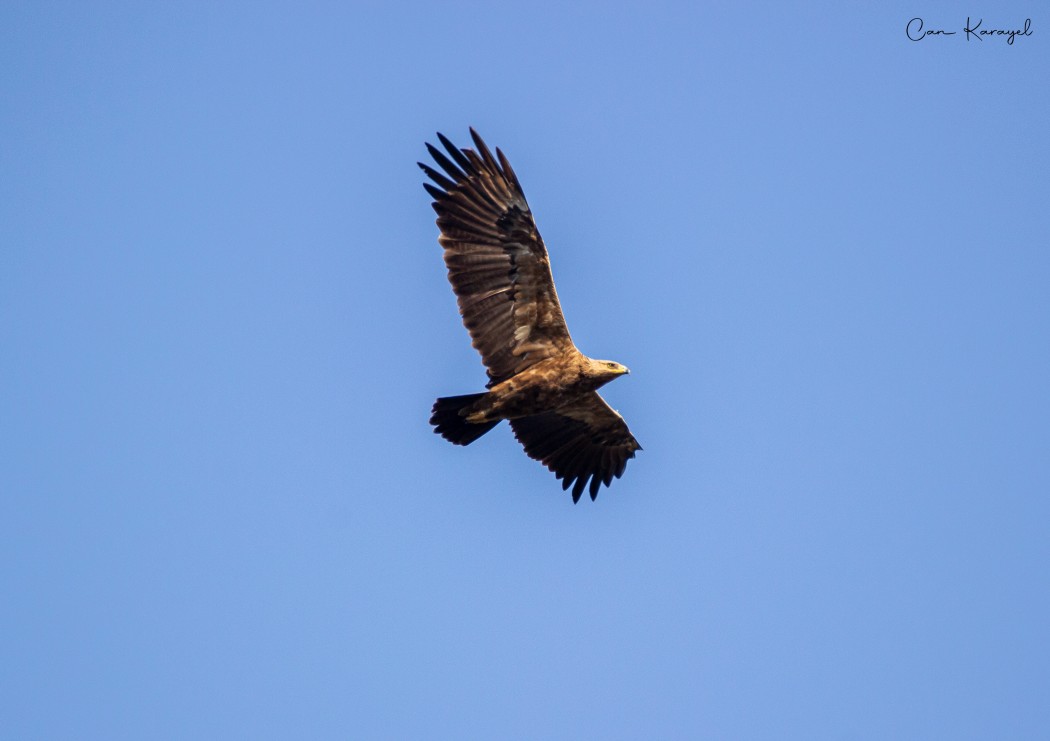 Lesser Spotted Eagle