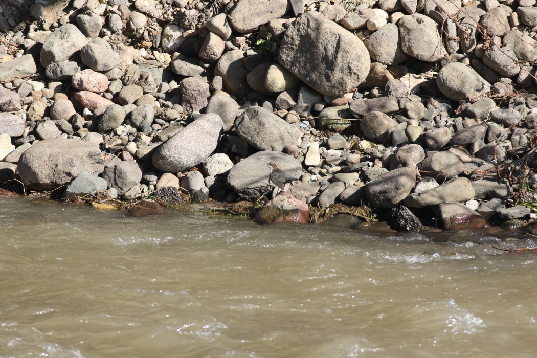 White-throated Dipper